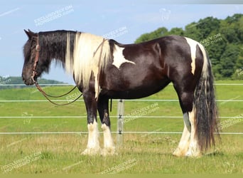 Cob Irlandese / Tinker / Gypsy Vanner, Giumenta, 3 Anni, 155 cm, Pezzato