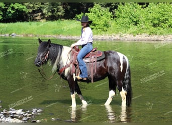 Cob Irlandese / Tinker / Gypsy Vanner, Giumenta, 3 Anni, 155 cm, Pezzato