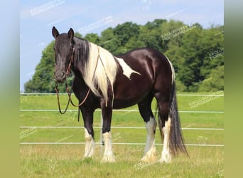 Cob Irlandese / Tinker / Gypsy Vanner, Giumenta, 3 Anni, 155 cm, Pezzato