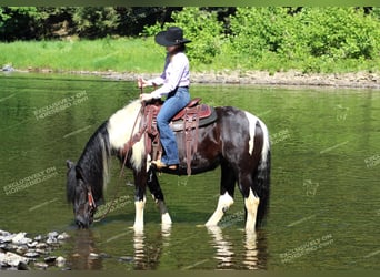 Cob Irlandese / Tinker / Gypsy Vanner, Giumenta, 3 Anni, 155 cm, Pezzato