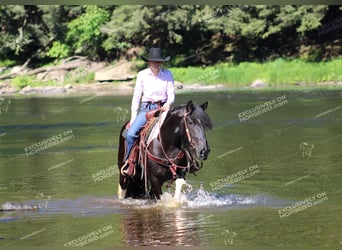 Cob Irlandese / Tinker / Gypsy Vanner, Giumenta, 3 Anni, 155 cm, Pezzato