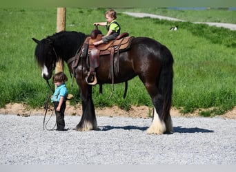 Cob Irlandese / Tinker / Gypsy Vanner, Giumenta, 3 Anni, Morello