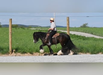 Cob Irlandese / Tinker / Gypsy Vanner, Giumenta, 3 Anni, Morello