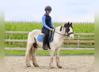 Cob Irlandese / Tinker / Gypsy Vanner, Giumenta, 4 Anni, 120 cm, Pezzato