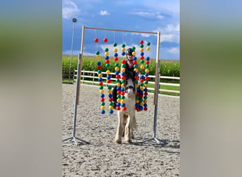 Cob Irlandese / Tinker / Gypsy Vanner, Giumenta, 4 Anni, 120 cm, Pezzato