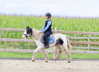 Cob Irlandese / Tinker / Gypsy Vanner, Giumenta, 4 Anni, 120 cm, Pezzato