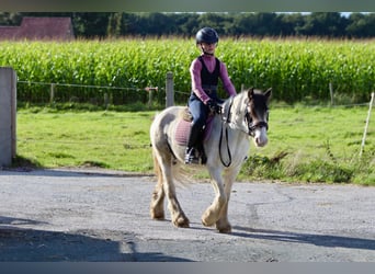 Cob Irlandese / Tinker / Gypsy Vanner, Giumenta, 4 Anni, 120 cm, Pezzato