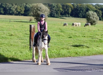 Cob Irlandese / Tinker / Gypsy Vanner, Giumenta, 4 Anni, 120 cm, Pezzato