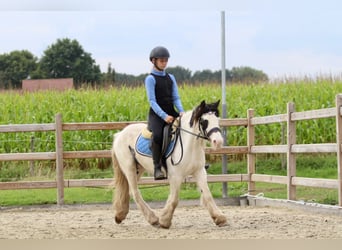 Cob Irlandese / Tinker / Gypsy Vanner, Giumenta, 4 Anni, 120 cm, Pezzato