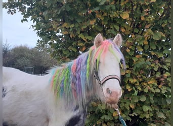 Cob Irlandese / Tinker / Gypsy Vanner, Giumenta, 4 Anni, 124 cm, Pezzato