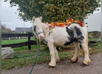 Cob Irlandese / Tinker / Gypsy Vanner, Giumenta, 4 Anni, 124 cm, Pezzato