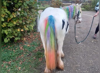 Cob Irlandese / Tinker / Gypsy Vanner, Giumenta, 4 Anni, 124 cm, Pezzato