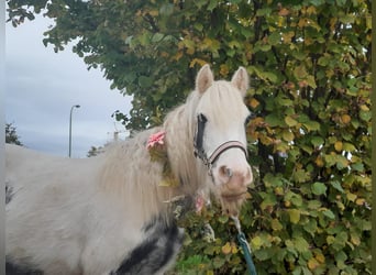 Cob Irlandese / Tinker / Gypsy Vanner, Giumenta, 4 Anni, 124 cm, Pezzato