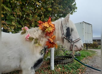 Cob Irlandese / Tinker / Gypsy Vanner, Giumenta, 4 Anni, 124 cm, Pezzato