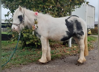 Cob Irlandese / Tinker / Gypsy Vanner, Giumenta, 4 Anni, 124 cm, Pezzato