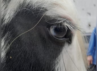 Cob Irlandese / Tinker / Gypsy Vanner, Giumenta, 4 Anni, 124 cm, Pezzato