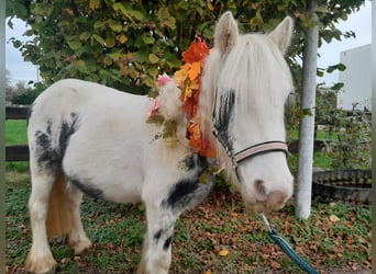 Cob Irlandese / Tinker / Gypsy Vanner, Giumenta, 4 Anni, 124 cm, Pezzato