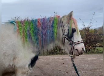 Cob Irlandese / Tinker / Gypsy Vanner, Giumenta, 4 Anni, 124 cm, Pezzato