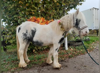 Cob Irlandese / Tinker / Gypsy Vanner, Giumenta, 4 Anni, 124 cm, Pezzato