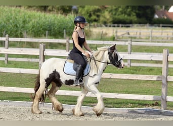 Cob Irlandese / Tinker / Gypsy Vanner, Giumenta, 4 Anni, 125 cm, Pezzato