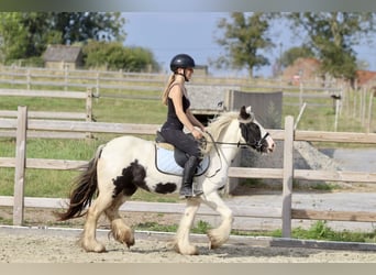 Cob Irlandese / Tinker / Gypsy Vanner, Giumenta, 4 Anni, 125 cm, Pezzato