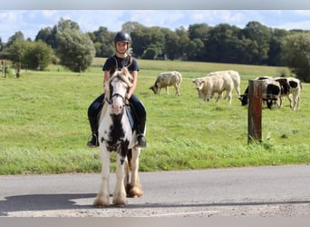 Cob Irlandese / Tinker / Gypsy Vanner, Giumenta, 4 Anni, 125 cm, Pezzato