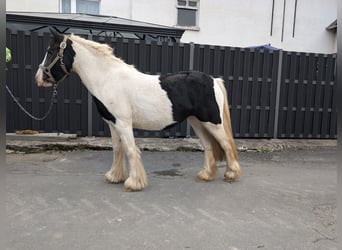 Cob Irlandese / Tinker / Gypsy Vanner, Giumenta, 4 Anni, 125 cm, Pezzato