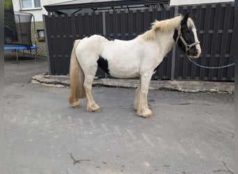 Cob Irlandese / Tinker / Gypsy Vanner, Giumenta, 4 Anni, 125 cm, Pezzato