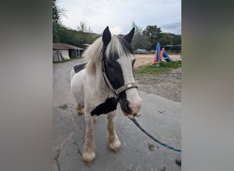 Cob Irlandese / Tinker / Gypsy Vanner, Giumenta, 4 Anni, 125 cm, Pezzato