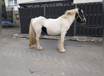 Cob Irlandese / Tinker / Gypsy Vanner, Giumenta, 4 Anni, 125 cm, Pezzato