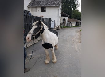 Cob Irlandese / Tinker / Gypsy Vanner, Giumenta, 4 Anni, 125 cm, Pezzato