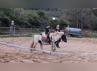 Cob Irlandese / Tinker / Gypsy Vanner, Giumenta, 4 Anni, 125 cm, Pezzato