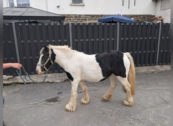 Cob Irlandese / Tinker / Gypsy Vanner, Giumenta, 4 Anni, 125 cm, Pezzato