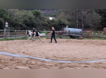 Cob Irlandese / Tinker / Gypsy Vanner, Giumenta, 4 Anni, 125 cm, Pezzato