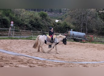 Cob Irlandese / Tinker / Gypsy Vanner, Giumenta, 4 Anni, 125 cm, Pezzato