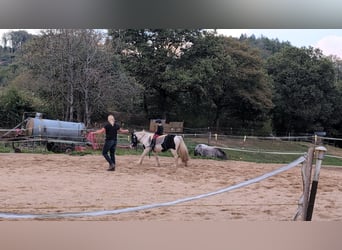 Cob Irlandese / Tinker / Gypsy Vanner, Giumenta, 4 Anni, 125 cm, Pezzato