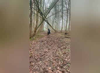 Cob Irlandese / Tinker / Gypsy Vanner, Giumenta, 4 Anni, 126 cm, Morello