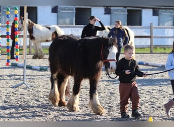 Cob Irlandese / Tinker / Gypsy Vanner, Giumenta, 4 Anni, 126 cm, Morello