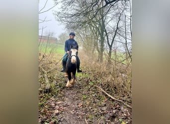 Cob Irlandese / Tinker / Gypsy Vanner, Giumenta, 4 Anni, 126 cm, Morello