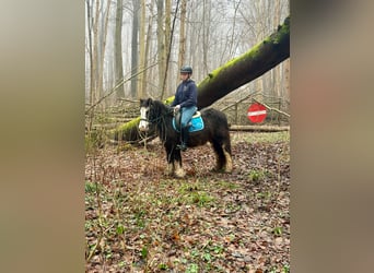 Cob Irlandese / Tinker / Gypsy Vanner, Giumenta, 4 Anni, 126 cm, Morello