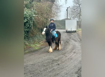 Cob Irlandese / Tinker / Gypsy Vanner, Giumenta, 4 Anni, 126 cm, Morello