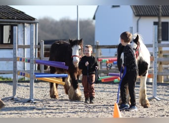 Cob Irlandese / Tinker / Gypsy Vanner, Giumenta, 4 Anni, 126 cm, Morello