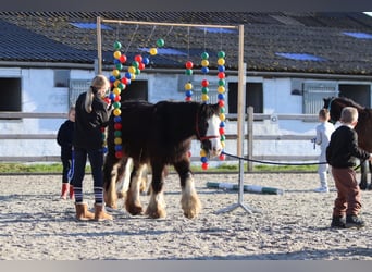 Cob Irlandese / Tinker / Gypsy Vanner, Giumenta, 4 Anni, 126 cm, Morello