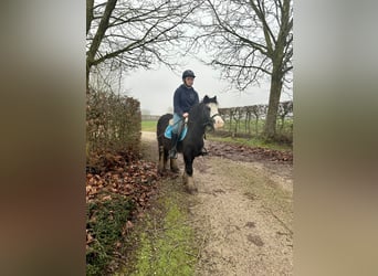 Cob Irlandese / Tinker / Gypsy Vanner, Giumenta, 4 Anni, 126 cm, Morello