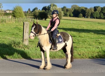 Cob Irlandese / Tinker / Gypsy Vanner, Giumenta, 4 Anni, 126 cm, Pezzato