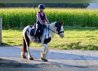 Cob Irlandese / Tinker / Gypsy Vanner, Giumenta, 4 Anni, 126 cm, Pezzato