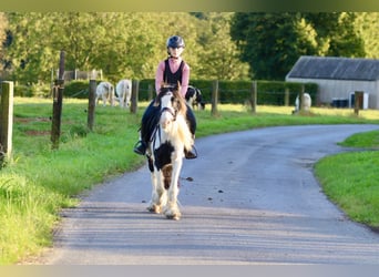 Cob Irlandese / Tinker / Gypsy Vanner, Giumenta, 4 Anni, 126 cm, Pezzato