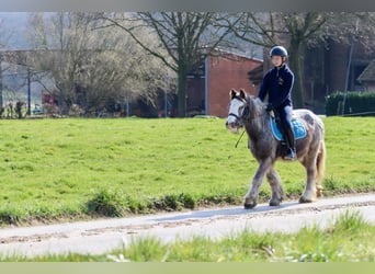 Cob Irlandese / Tinker / Gypsy Vanner, Giumenta, 4 Anni, 127 cm, Roano blu