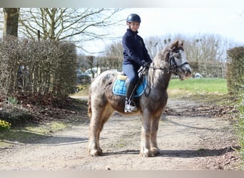 Cob Irlandese / Tinker / Gypsy Vanner, Giumenta, 4 Anni, 127 cm, Roano blu