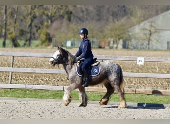 Cob Irlandese / Tinker / Gypsy Vanner, Giumenta, 4 Anni, 127 cm, Roano blu